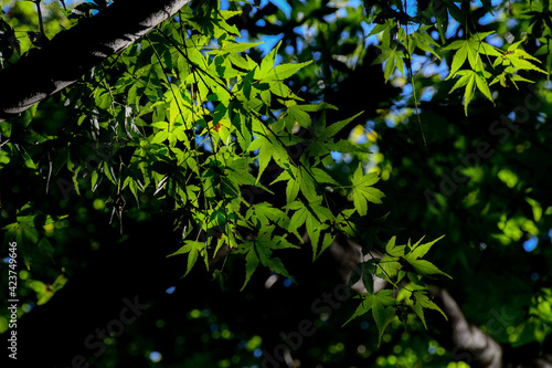 green leaves in the sun