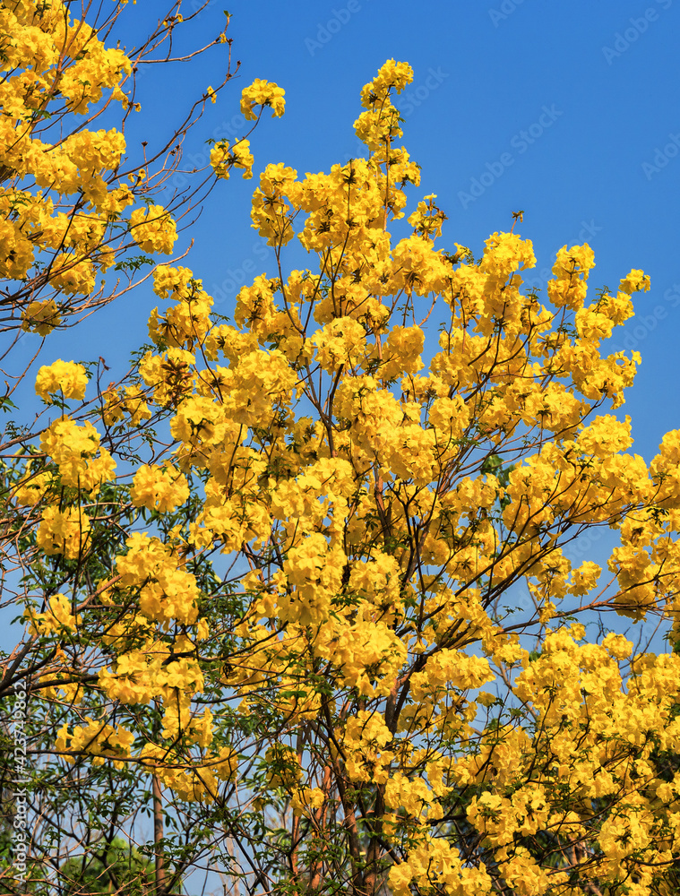 Beautiful yellow Tabebuia aurea against bright blue sky. Beautiful yellow Tabebuia aurea against bright blue sky.