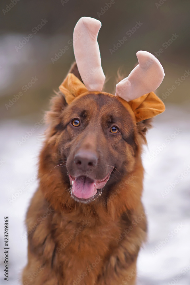 Liver long haired german sales shepherd