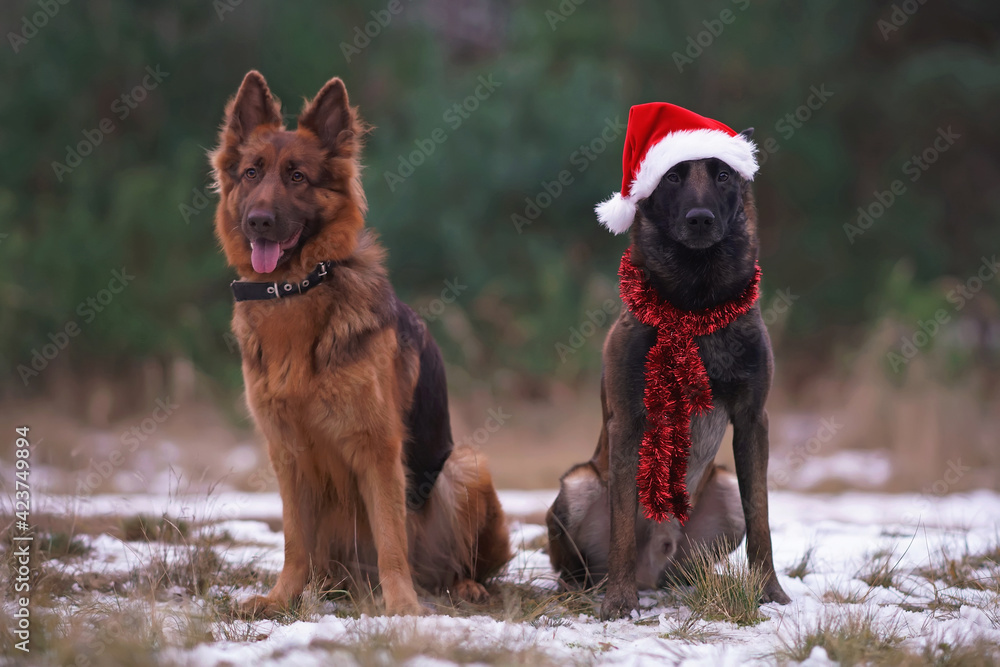 Two Sheepdogs (liver long-haired German Shepherd and Belgian Malinois)  sitting on a snow in a