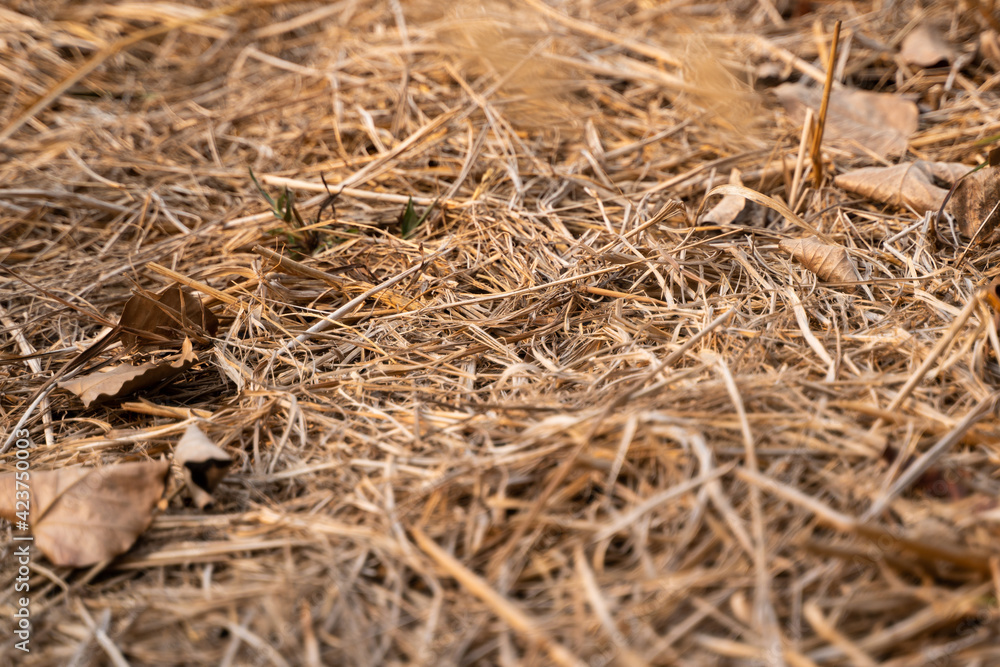 Dirty ground with dry grasses with selective focus.