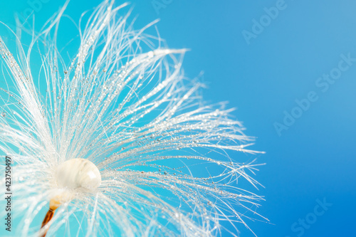 Abstract macro shot of droplet on dandelion over blue background which can be used as wallpaper.