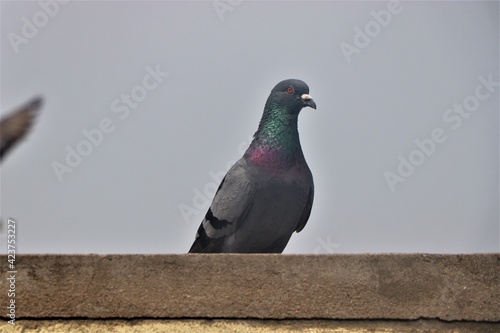 pigeons on the Terrace Shoot on life single