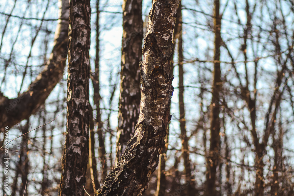 Fototapeta premium tree in the forest