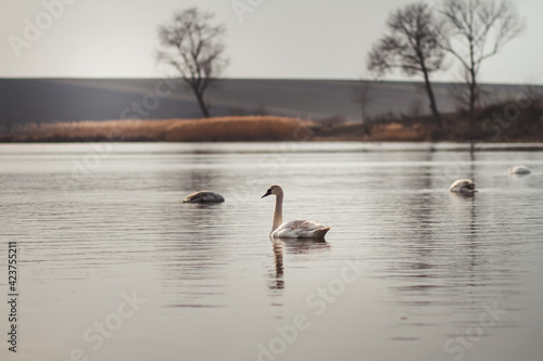 swans on the lake
