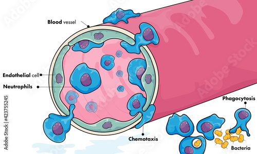 Neutrophil Migration.