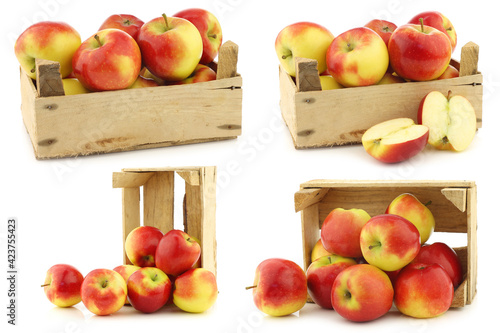 fresh new Dutch apple variety called 