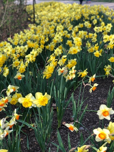 Fototapeta Naklejka Na Ścianę i Meble -  yellow daffodils in the garden