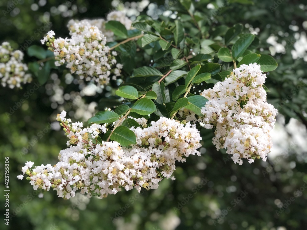 white cherry blossom white cherry blossom
