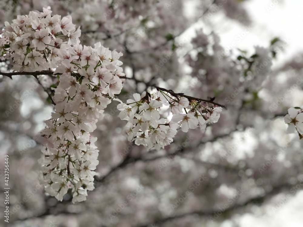blossom in spring blossom in spring