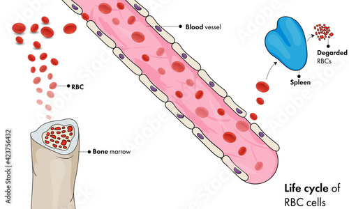 Red blood cell life cycle illustration.
