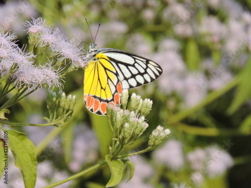 Want to be a Butterfly? Think twice because you need to be a caterpillar first.