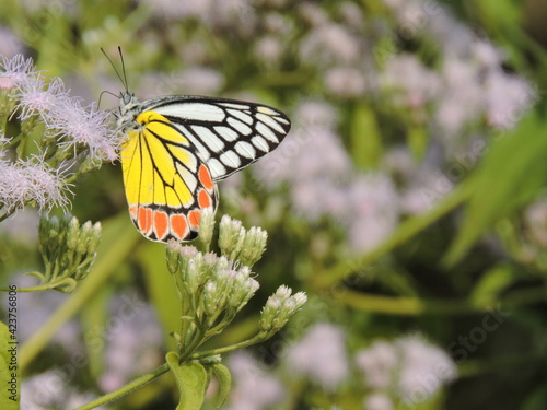 Want to be a Butterfly? Think twice because you need to be a caterpillar first.