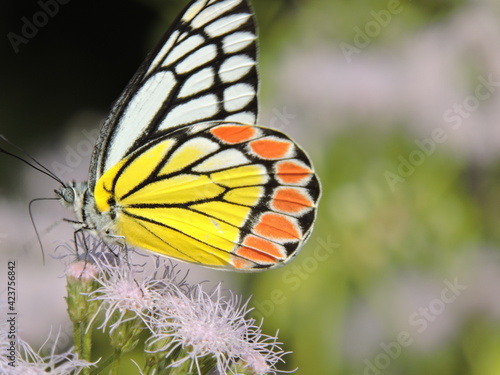 Want to be a Butterfly? Think twice because you need to be a caterpillar first.