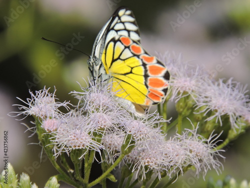 Want to be a Butterfly? Think twice because you need to be a caterpillar first.