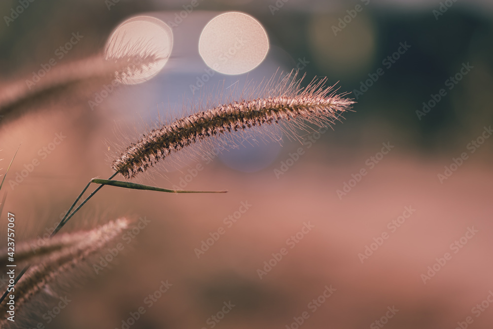 Beautiful grass flower in the field with sunset, Nature soft light, blur filter and vintage tone, Roadside background with car, Selective focus. Beautiful grass flower in the field with sunset, Nature soft light, blur filter and vintage tone, Roadside background with car, Selective focus.