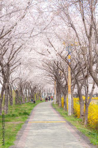 a spring trail full of cherry blossoms