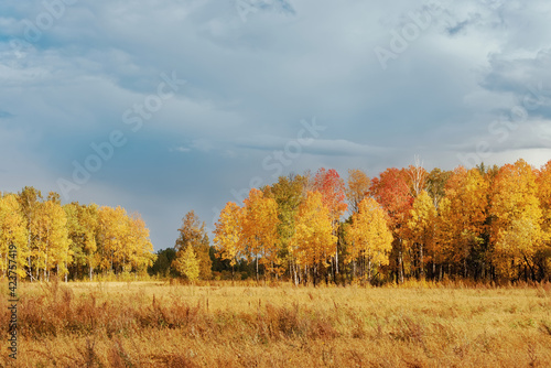 group of trees autumn colorful foliage against the sky