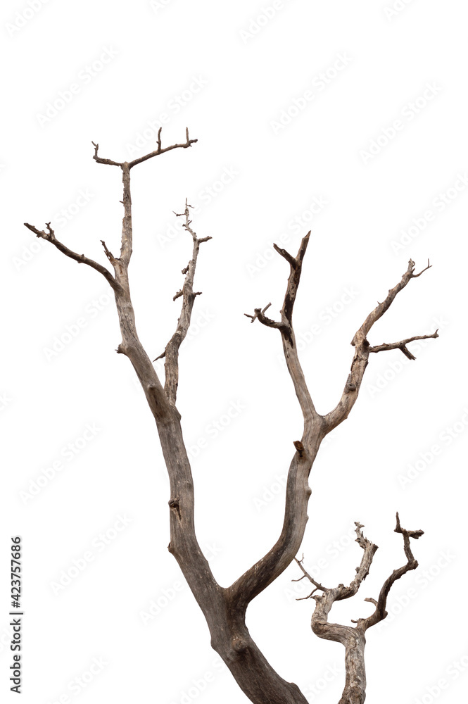 Dry branch of dead tree with cracked dark bark.beautiful dry branch of tree isolated on white background.Single old and dead tree.Dry wooden stick from the forest isolated on white background . Dry branch of dead tree with cracked dark bark.beautiful dry branch of tree isolated on white background.Single old and dead tree.Dry wooden stick from the forest isolated on white background .