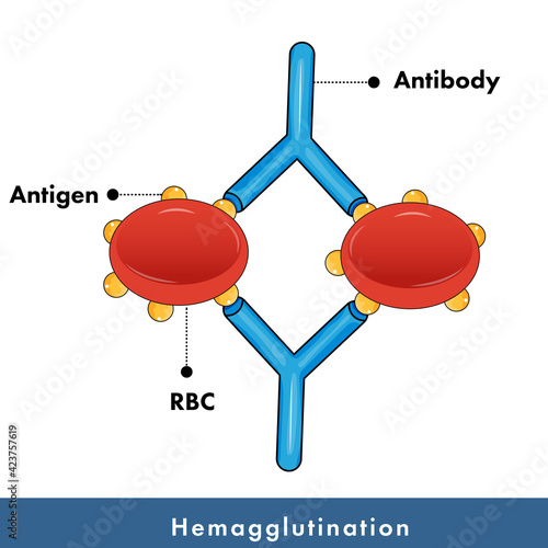 hemagglutination assay for blood grouping