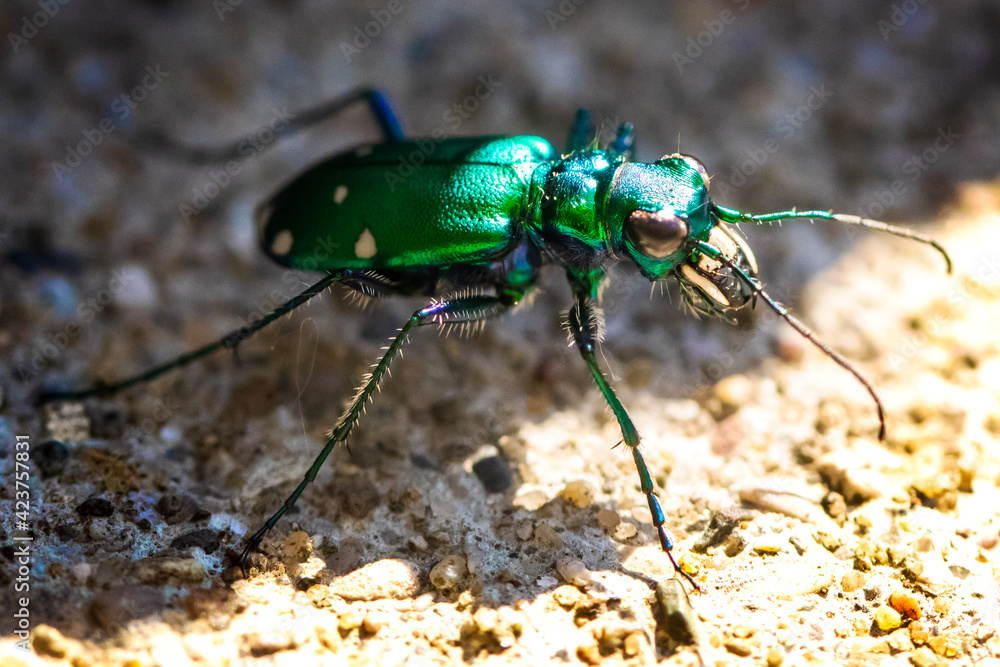 Fototapeta premium Tiger Beetle