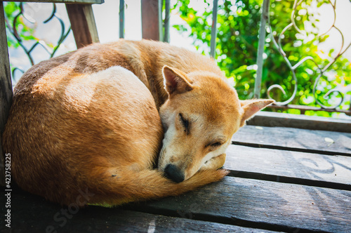 A poor Homeless dog,Stray or Vagrant dog in Thailand,Homeless dog Relax on wooden floor .Poor sad stray dog 's laying on the wooden floor photo