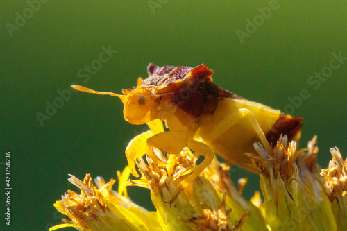 Ambush Bug on goldenrod (Phymatinae sp) photo