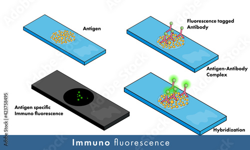 process of immunofluorescence experiment, antibody tagged with fluorescent dye. molecular biology experiment vector 
