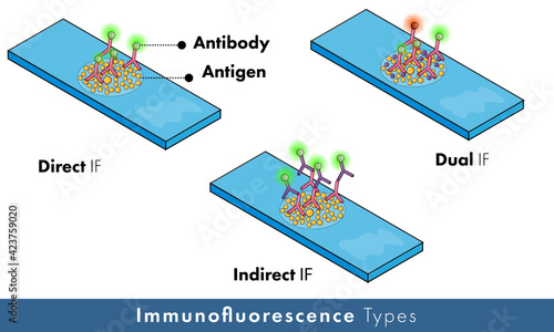 types of immunofluorescence experiment: direct, indirect, and dual. antibody tagged with fluorescent dye. 