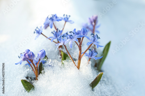 Canvas Print Beautiful lilac alpine squill flowers growing through