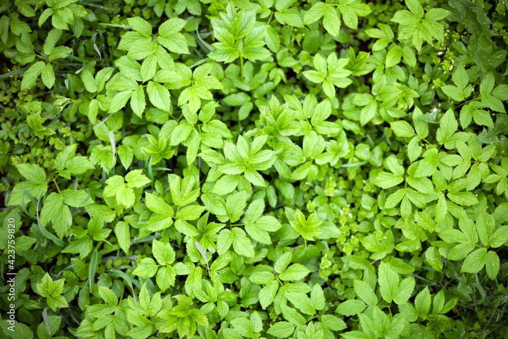 Spring green grass Spring green grass
