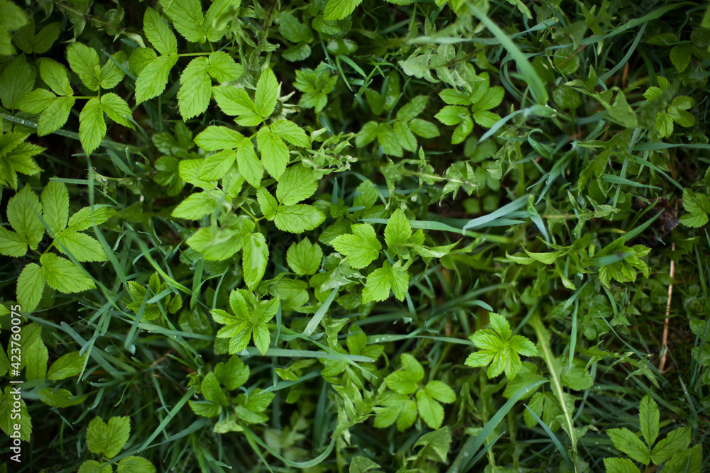 Spring green grass mix top view Spring green grass mix top view