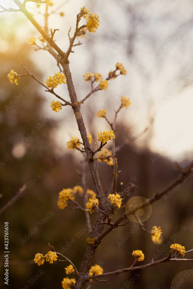 Spring budding Cornus is commonly known as dogwoods Spring budding Cornus is commonly known as dogwoods
