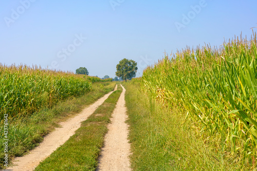 Path in the country near Bereguardo, Pavia, Italy, at September