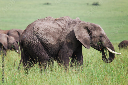 African bush elephant