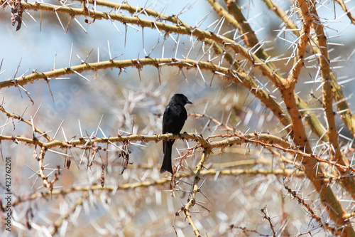 Common square-tailed drongo photo