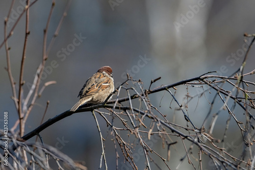 A beautiful sparrow sits on a tree branch in the spring.