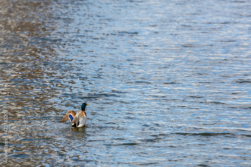 A wild duck drake with bright plumage spreads its wings against the background of the blue smooth surface of the water. Copy space.