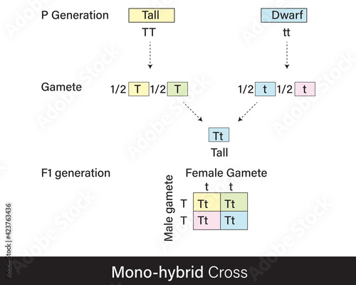 Mandel's first law of segregation of characters using monohybrid cross of tall and dwarf plants in Punnett Square vector illustration. photo
