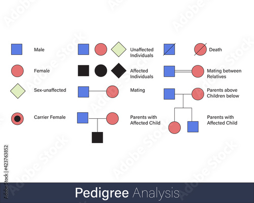 pedigree Analysis for family history of hereditary diseases tracing symbols used in genetic engineering vector illustration