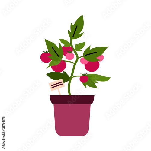 Tomato bush in pot for houseplants cartoon flat vector illustration isolated.