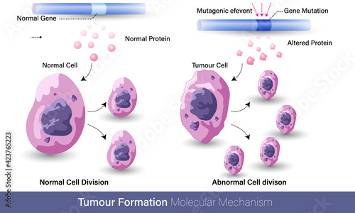 Mechanism of cancer or tumor formation due to mutation or metastasis vector design, tumor growth: proliferation of cells process