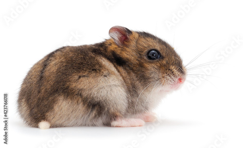 Dwarf gray hamster.