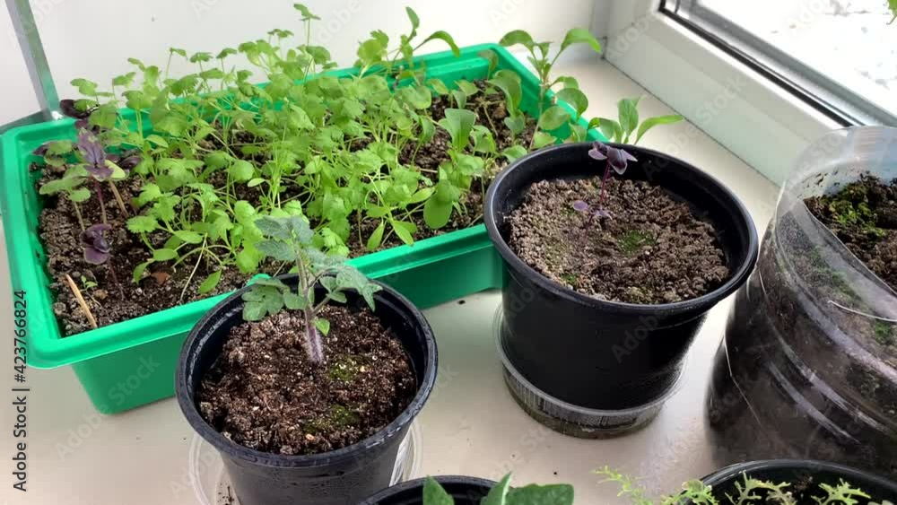 Seedlings of green young plants on the windowsill in the house, tomatoes cucumbers lettuce Seedlings of green young plants on the windowsill in the house, tomatoes cucumbers lettuce