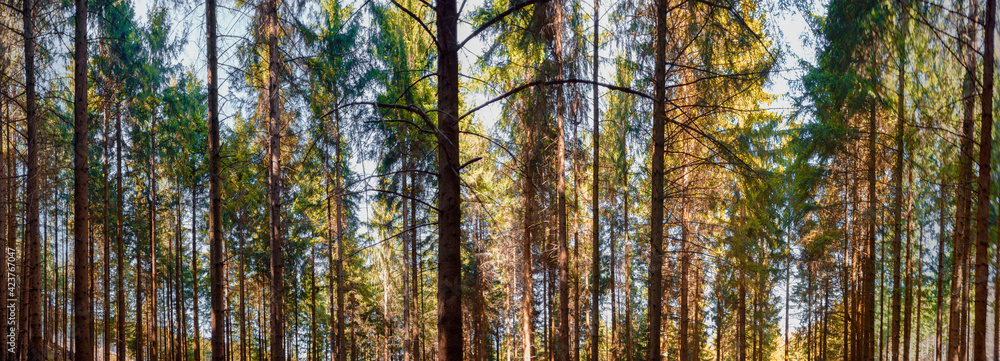 Panorama view of a forest  in Bavaria, Germany