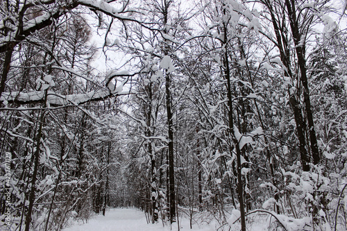The beauty of winter in the forest
