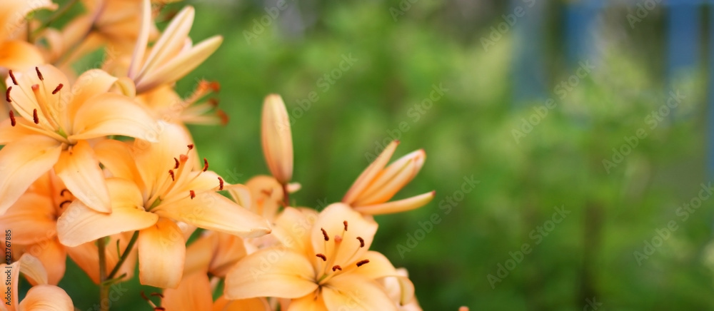 Background with orange lily flowers. Flowers composition. Copyspace for text. Focus on flowers Background with orange lily flowers. Flowers composition. Copyspace for text. Focus on flowers