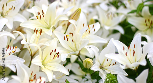 Photo of white lily flowers in the garden with green background. Summer concept. Floral background for web site, greeting card, banner, flower shop.