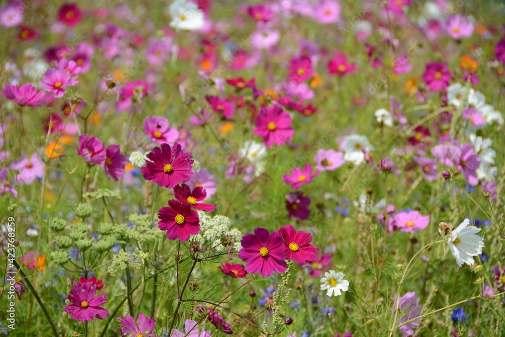 A marvelous flowery field in the summer and the breaking of the vineyards in the fasciono of the valley of the Loire A marvelous flowery field in the summer and the breaking of the vineyards in the fasciono of the valley of the Loire