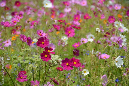 A marvelous flowery field in the summer and the breaking of the vineyards in the fasciono of the valley of the Loire